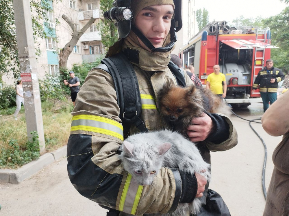 Волгоградские пожарные спасли из горящей квартиры кота и собаку