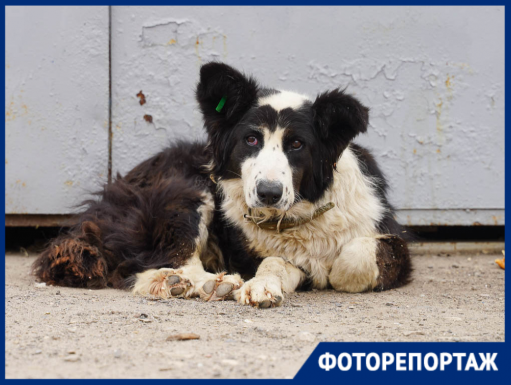 Они еще не знают, что их хотят убивать: как живут 10 тысяч бездомных собак Волгограда
