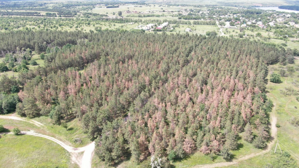 Хвойные леса массово гибнут в Волгоградской области от неизвестной болезни: экологи бьют тревогу