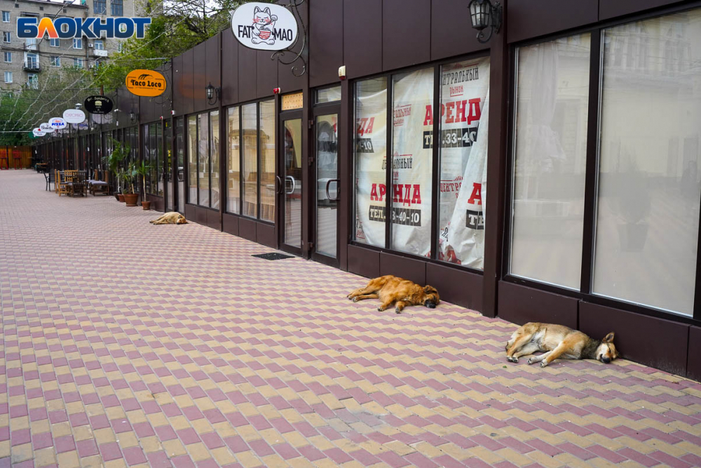 Владельцам собак в Волгоградской области может грозить до 200 тысяч рублей штрафа за «покусы»
