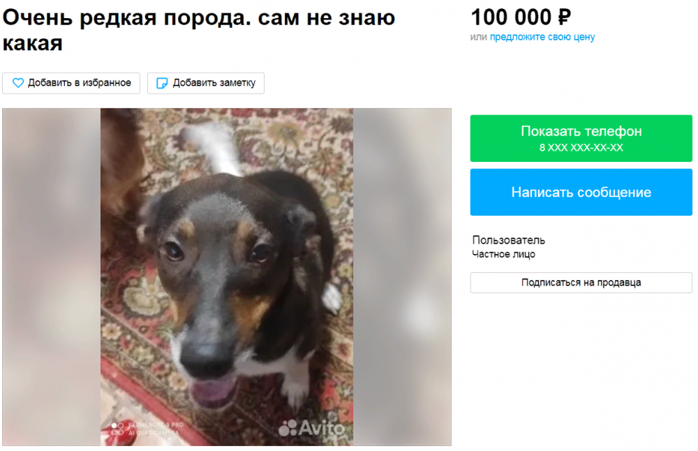 Пса-собутыльника Макара продают за 100 тысяч рублей в Волгограде