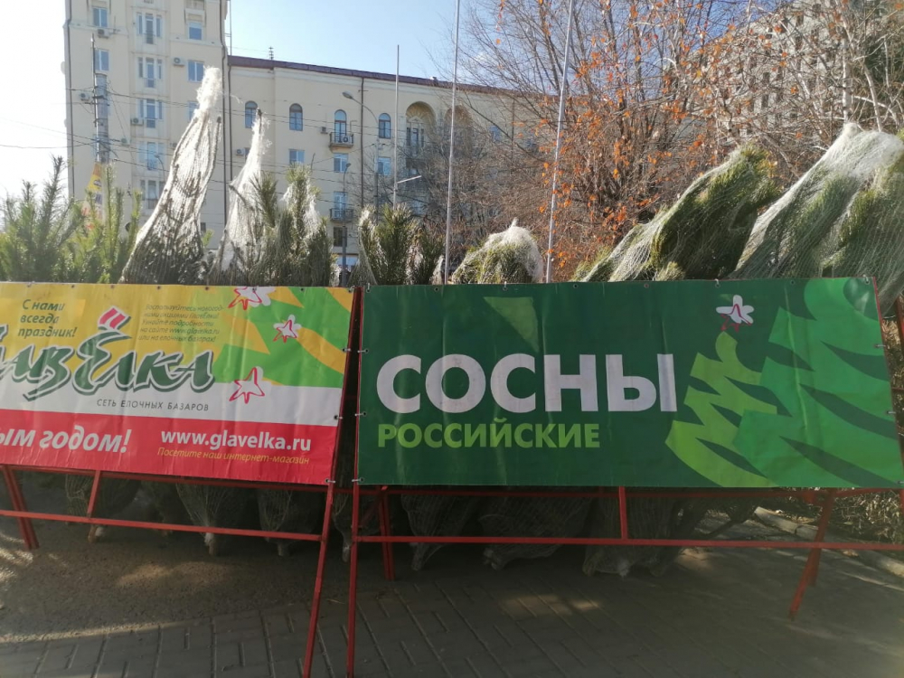 В Волгограде начали работу елочные базары: обзор цен