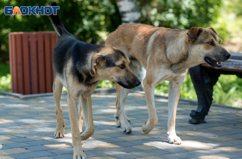 Волгоградцам запретили кормить собак возле подъездов