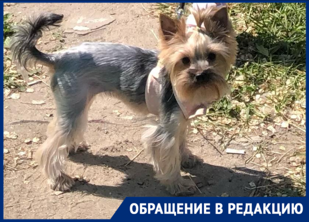 Жертвами разбросанной по Волгограду отравы становятся домашние собаки