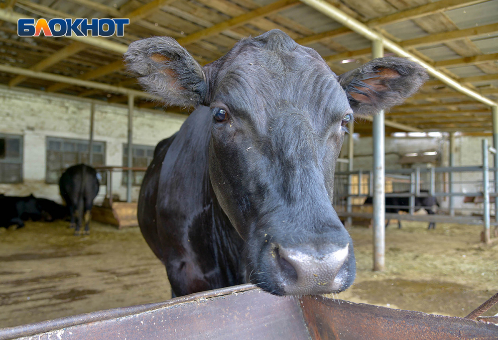 Одна волгоградская корова дает более 6 килограммов молока