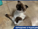 Могли выкинуть хозяева: породистую кошку с оторванной лапкой спасают в Волгограде 