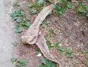 Чешую гигантской змеи обнаружили в волгоградском дворе 