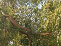 Огромную змею заметили на дереве в Волгограде 