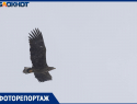 Самую крупную хищную птицу России заметил фотограф в центре Волгограда