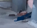 Нашествие крыс размером с котят сняли на видео в Волгограде