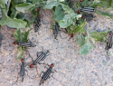 Полчища странных полосатых жуков заметили в Волгограде