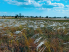 Волгоградский фермер рассказал о существующем только на бумаге урожае пшеницы