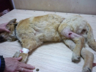 В Волгограде автомобилист сбил собаку, а пешеход выкинул ее умирать в колодец