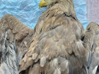 Найденному в истощении под Волгоградом краснокнижному орлану ампутировали крыло 