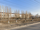 Старые деревья экстренно заменят на ёлки в центре Волгограда