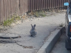 Зайцы разгуливают с утра по улицам Волгограда