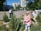 Волгоградских депутатов заставили спасти брошеные умирать без полива растения в центре