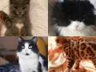 С сердечком, шотландец и ориенталы: котов с изюминкой отдадут даром в Волгограде