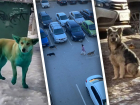 Назван самый заполненный бездомными собаками район Волгограда 
