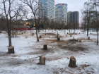 В Волгограде снова вырубают деревья