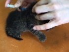 Волгоградцы пытались убить месячных котят: волонтеры борются за жизни малышей