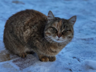 Волгоградцев попросили спасти замерзающих кошек «Соснового бора»