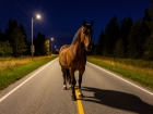 Лошадь устроила ДТП в Волгоградской области 
