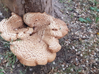 В Волгоградской области четверо детей отравились растущими на деревьях грибами