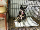 Почти Хатико: в Волгограде собака два месяца ждала возле больницы умершую хозяйку