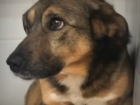 Волгоградцы спасают пса, который несколько дней гнил на глазах у прохожих