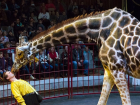 Семь метров обаяния и грации – в Волгоград приехал жираф