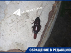 Как в фильме ужасов: ночную жизнь гигантских тараканов показали волгоградцы