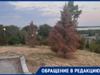 Поливали обещаниями: молодые деревья массово засохли в центре Волгограда