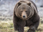 Медведь сбежал сегодня утром из клетки и держит в страхе станицу в Волгоградской области