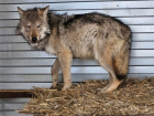 Молодой волк умер через две недели в волгоградском приюте
