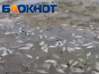 «Крупную выбирай, мелкую не бери»: стаи рыб выбросило после разлива реки Торгун под Волгоградом 