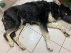 Цыганский табор зверски давил на машине 8-летнюю собаку в Волгограде