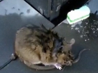 Огромные крысы стали выползать в центр Волгограда 
