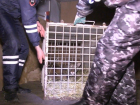 В Волгограде проведут марафон, чтобы построить просторный вольер для спасенной от браконьеров  пумы