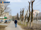 Паспорта на каждое дерево в Волгограде предложил завести общественник
