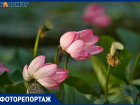 Увядающие лотосы на уникальном озере под Волгоградом показал фотограф