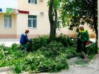 Директор коммерческой компании попыталась "заработать" на озеленении города Волжского