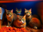 «Котов обрекли на мучительную смерть»: волгоградцы рассказали о замурованных заживо животных