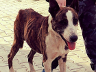 В Волгограде у собаки заболело сердце из-за стрельбы и жестокого обращения людей