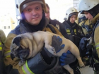 Пожар в многоэтажке: в Волгограде спасли 20 человек и одного мопса 