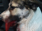 Эвтаназия или всю жизнь кормить с рук: собаке вырвали язык в Волгограде