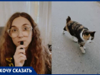 Котов с отрезанными хвостами начали находить в Волгограде