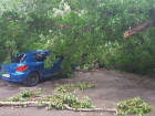 В Волгограде ураган повалил деревья на автомобили