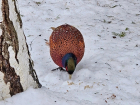 Упитанный грациозный фазан потеснил волгоградских белочек и вызвал бурный восторг 