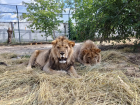 «Холодильники пустые три дня»: под Волгоградом на грани голода оказался приют с хищными львами и пумой